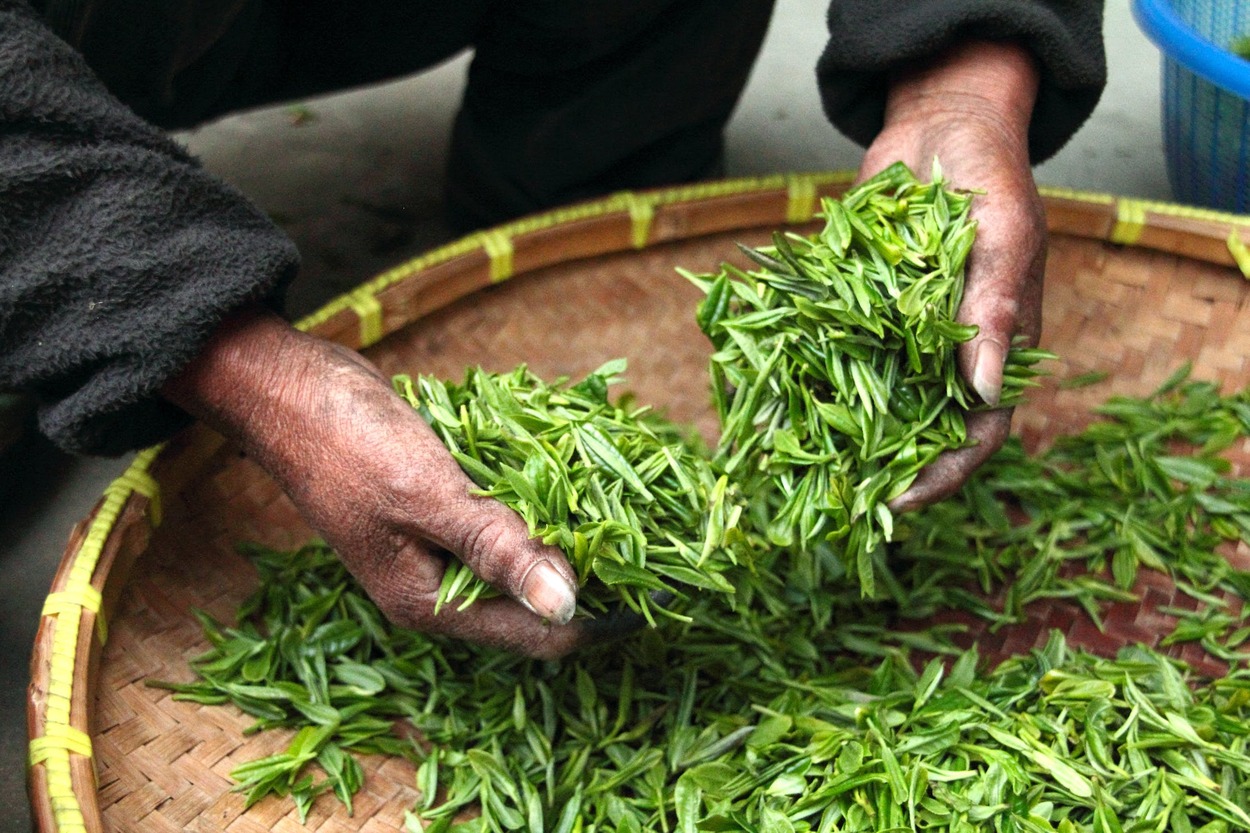 The art of harvesting tea leaves is a very traditional one